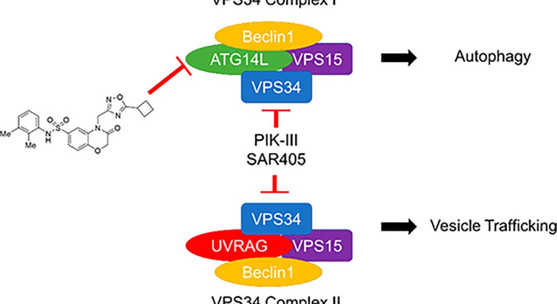 The Aldrich group's reserach into autophagy has been published in JACS.