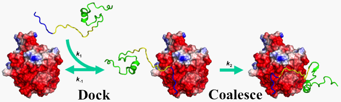 The Zhou group theoretically studies disordered proteins.