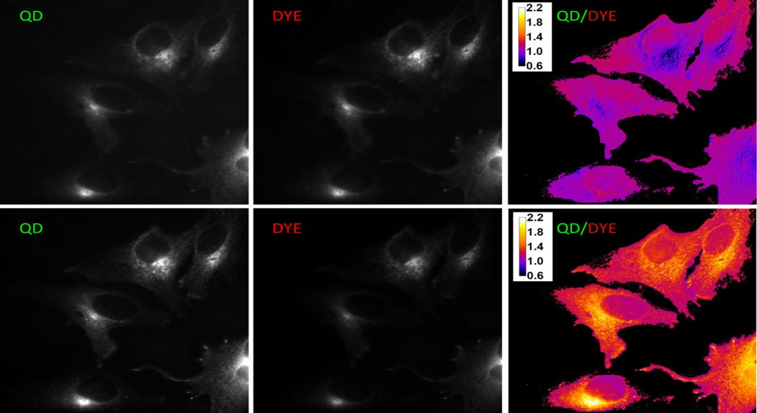 Research at UIC has created a hydrogen sulfide sensor that changes color in the presence of the gas.