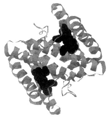 The structure of a protein elucidated by the Kassner lab.
