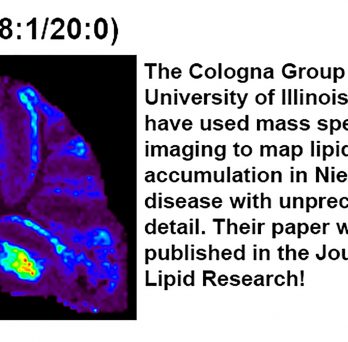 The Cologna group has created visual maps of gangliosides in mouse brain tissue.
                  