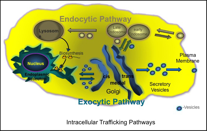 The Segev measures intracellular trafficking pathways