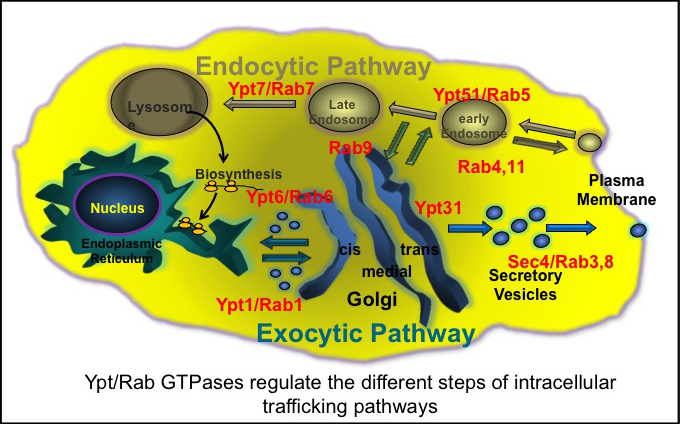 The Segev measures the trafficing of GTPases in yeast cells