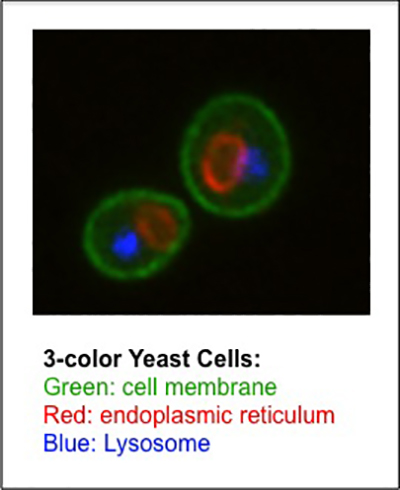 The Segev lab images yeast cells using multicolor microscopy
